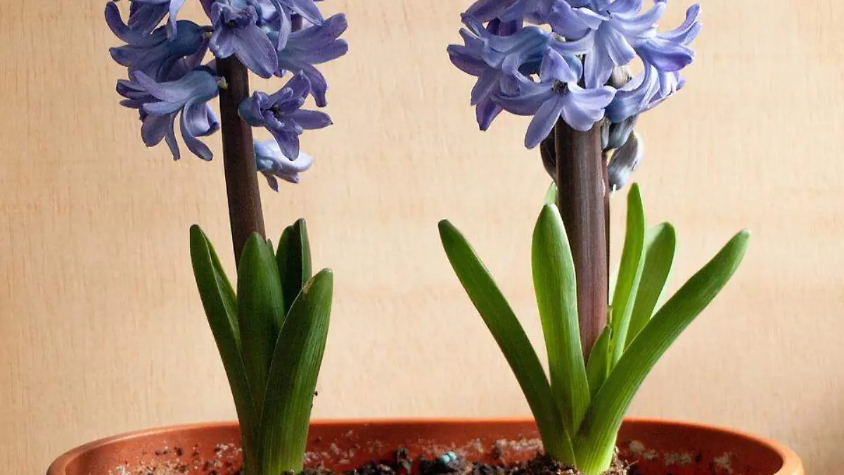 Jacintos azules: Manifiestan lealtad /JDS