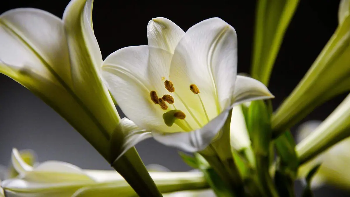 Lirios blancos: Representan la pureza / Pixabay