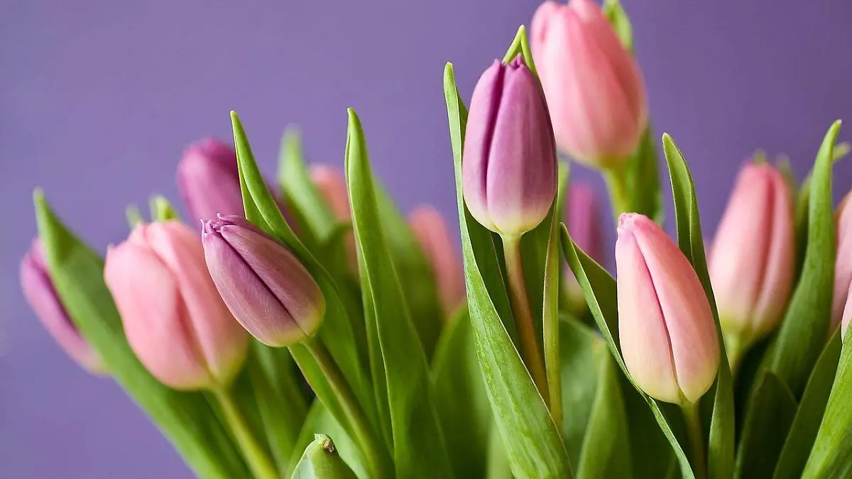 Tulipanes rosados representan ternura / Pixabay