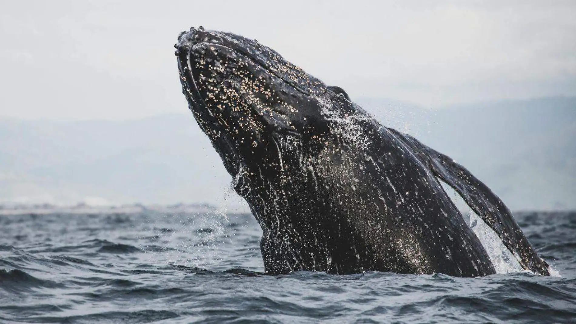 Ballenas