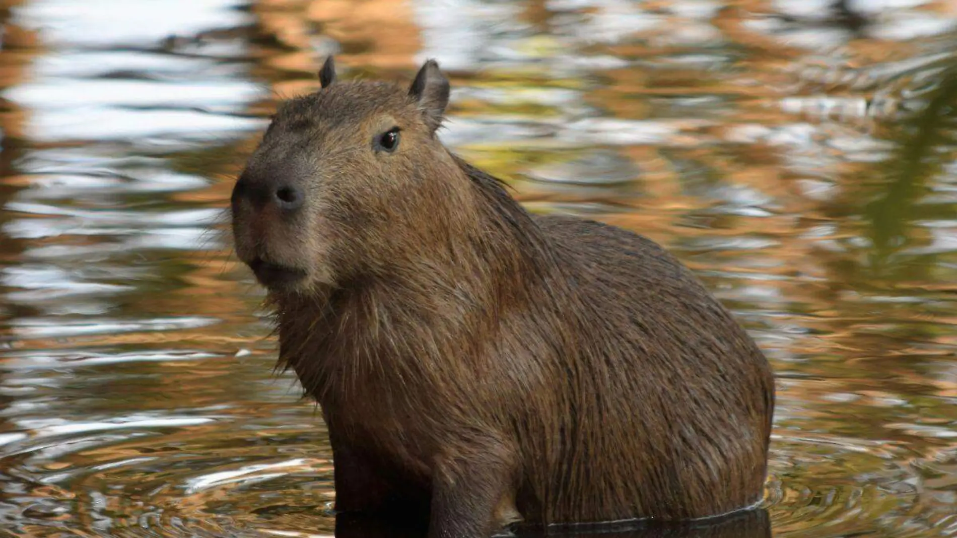 Capibara