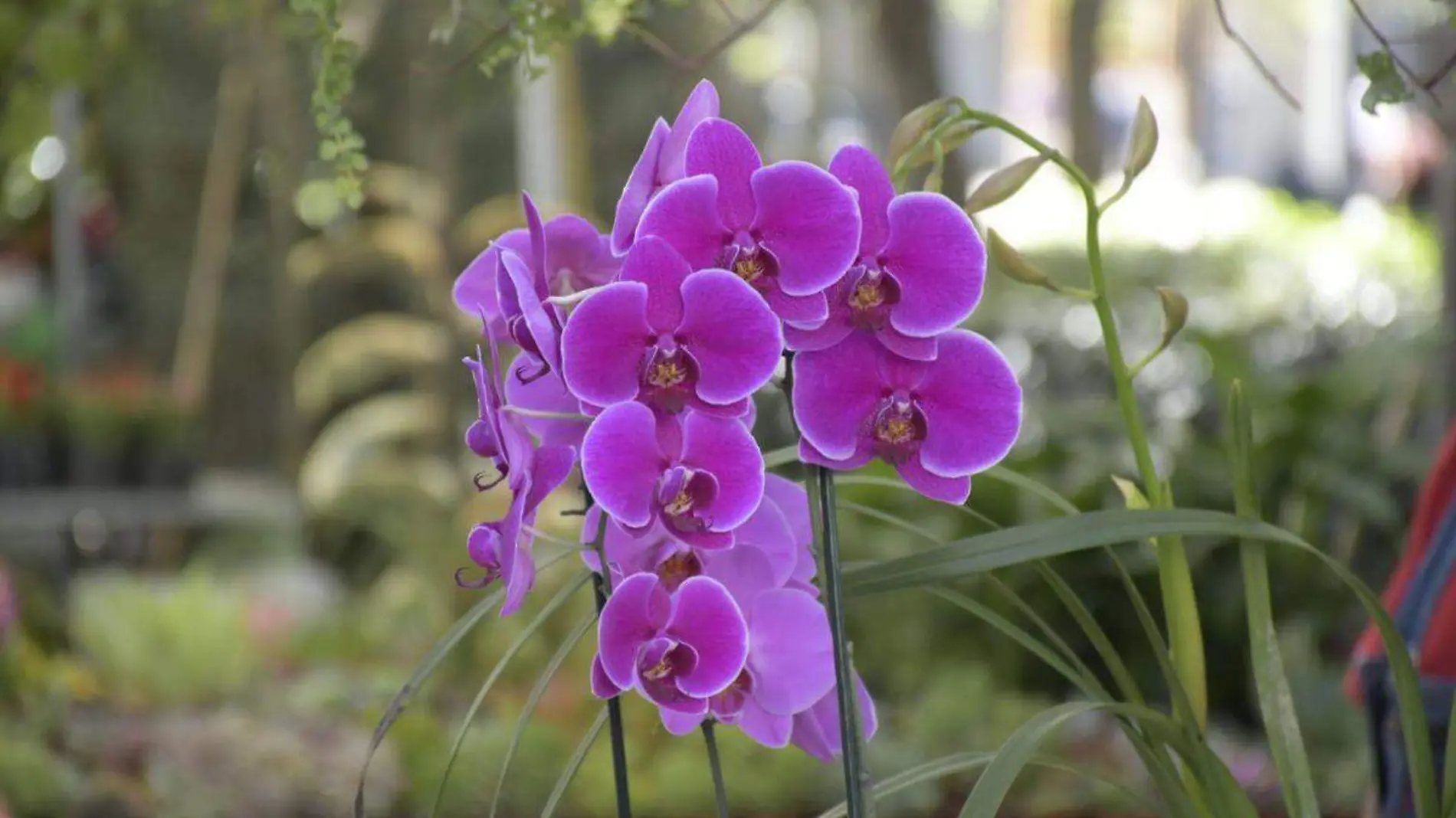 Orquídeas