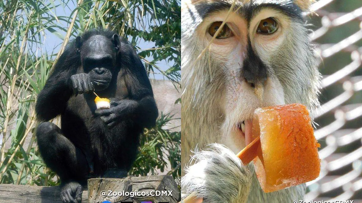 animales comiendo paletas de hielo