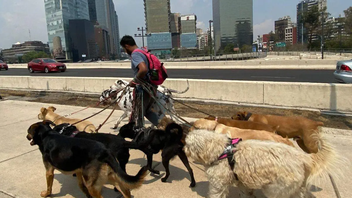 Pasedores de perros (1)
