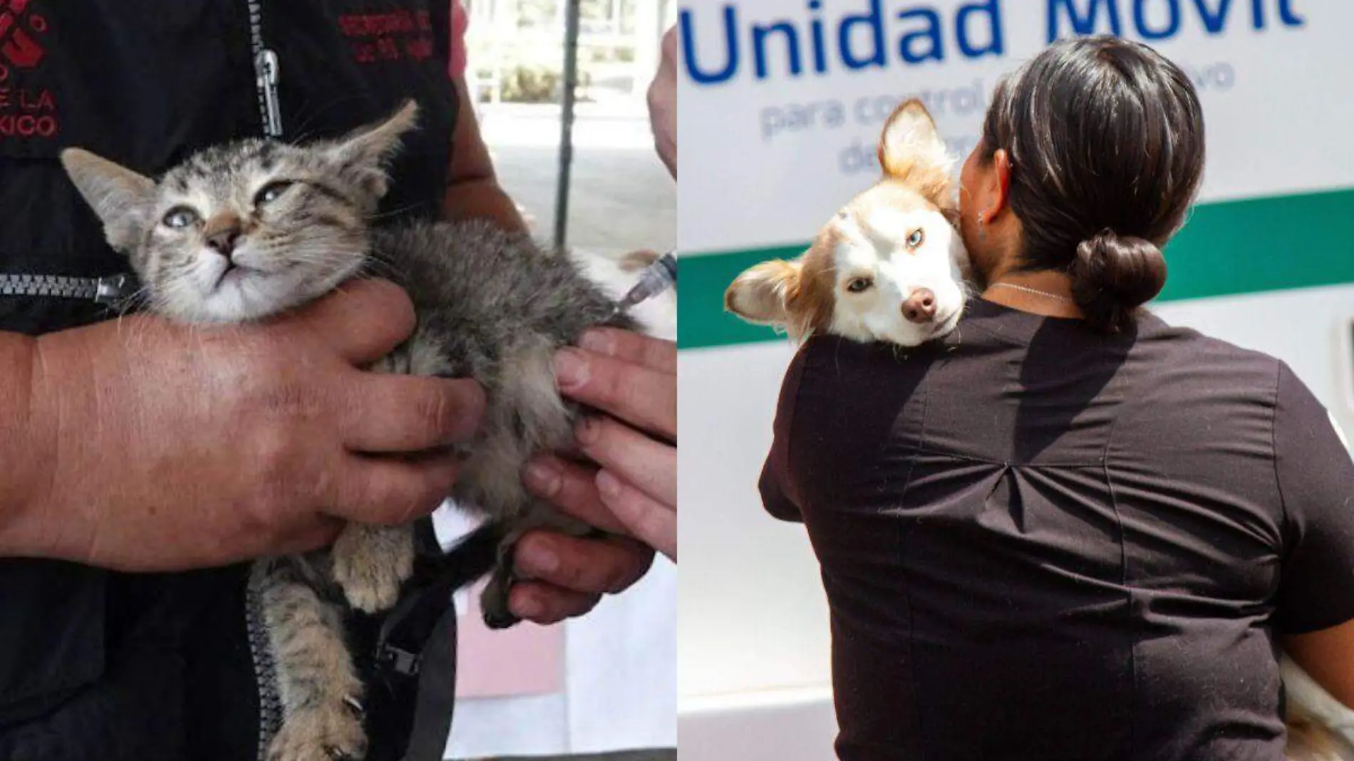 Gato-Perro-Esterilización