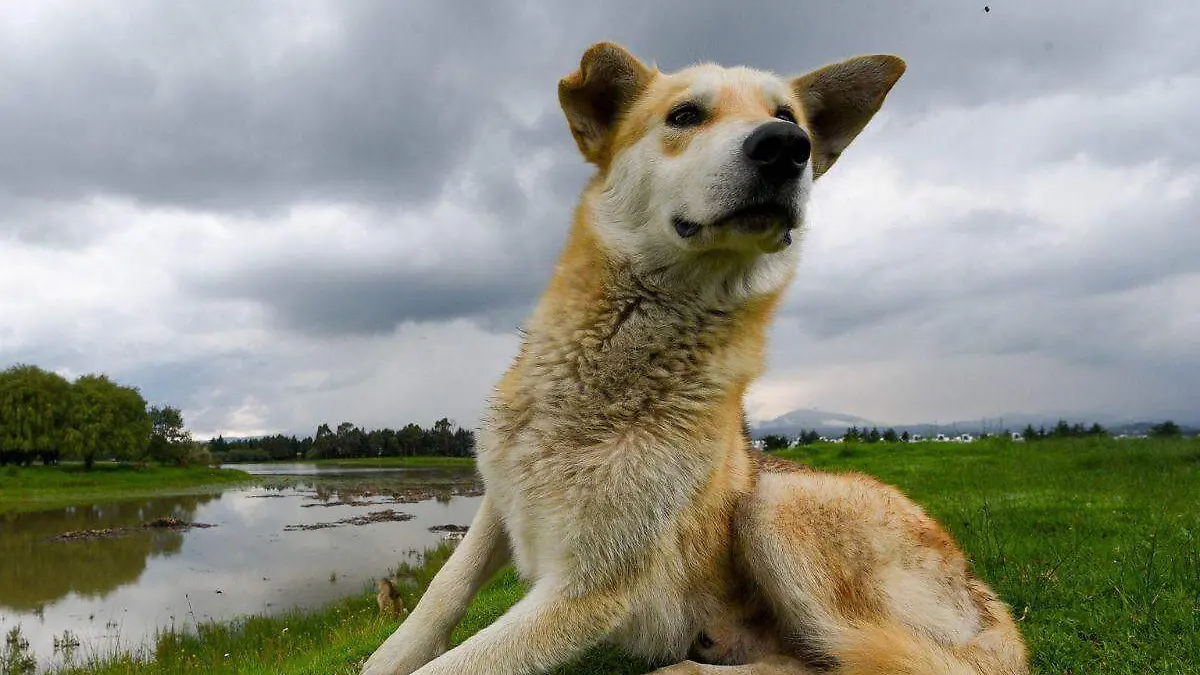 vacunación y esterilización gratis a perros y gatos