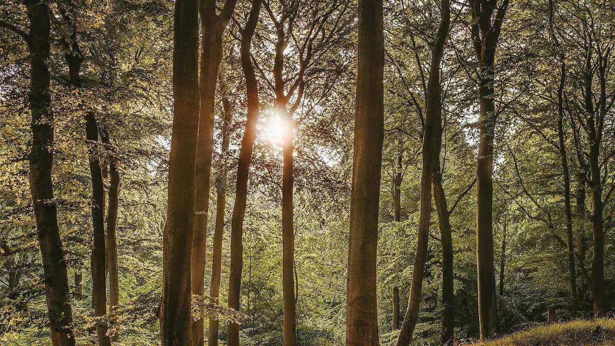 Bosque-Medio ambiente