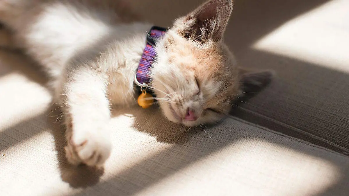 Gato