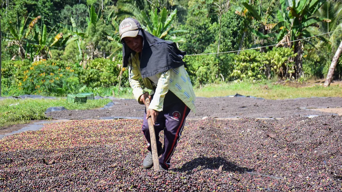 Crimen siembra dinero para el campo (1)