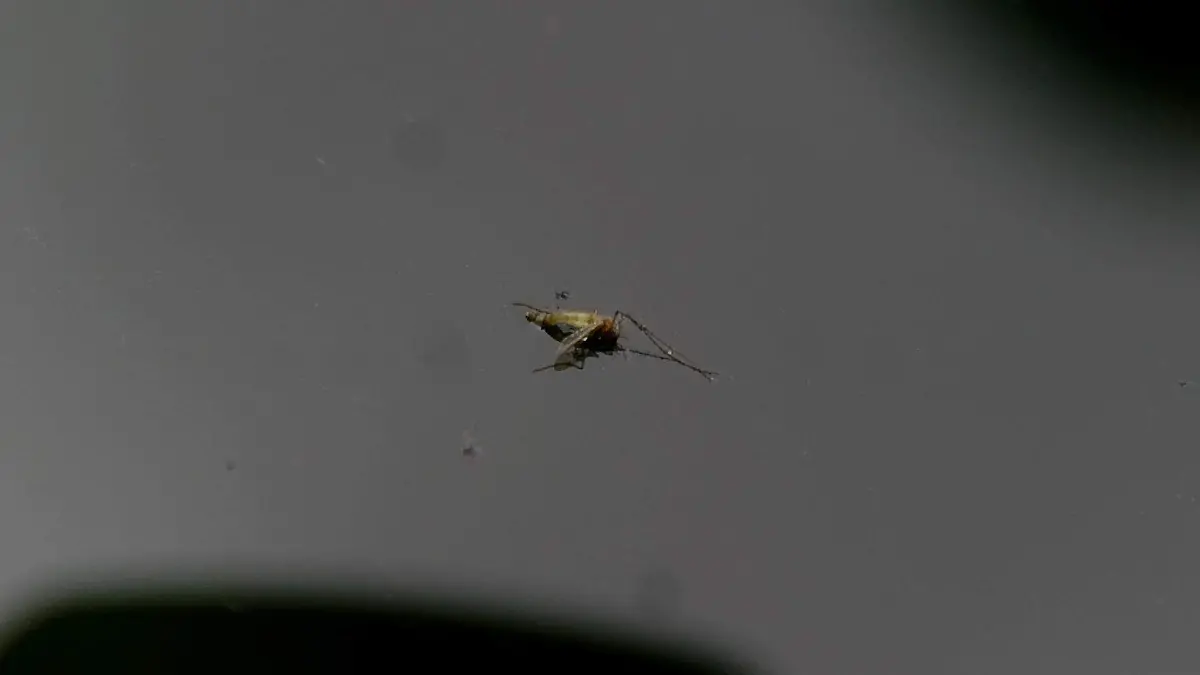 mosquito Aedes Aegypti transmisor de dengue