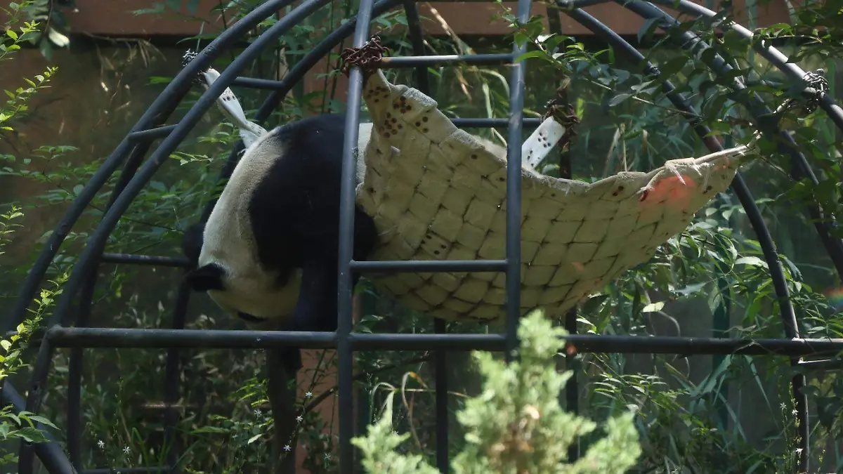 DAVID DEOLARTE - BOSQUE DE CHAPULTEPEC 4