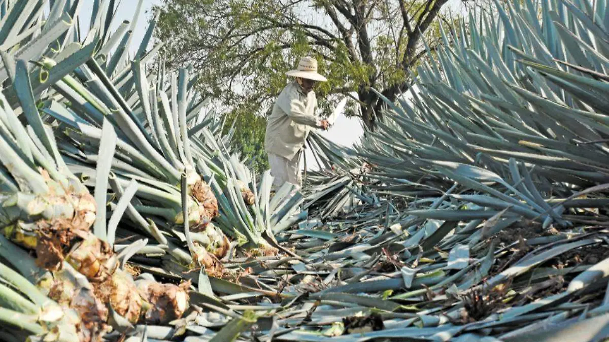 Agave