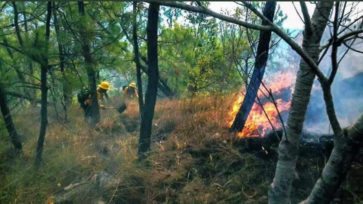 incendios oaxaca ESPECIAL (2)