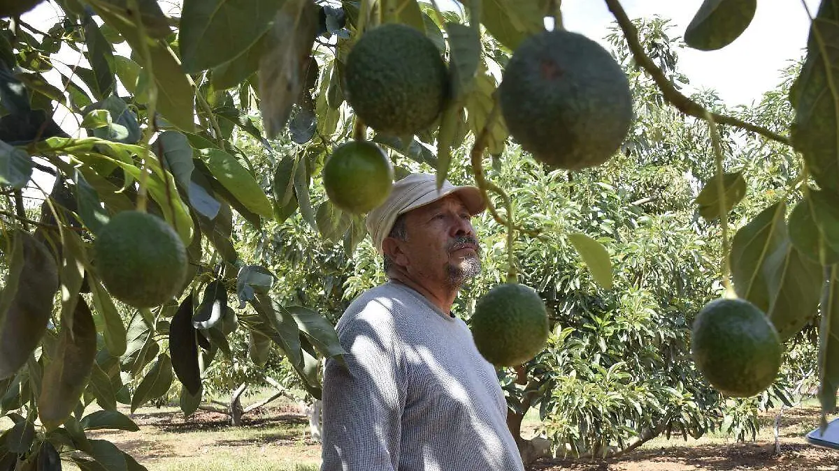 Aguacate, la mentira del llamado oro verde3
