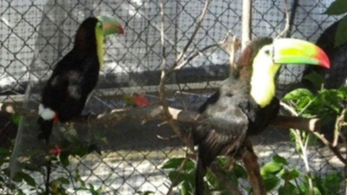 tucan