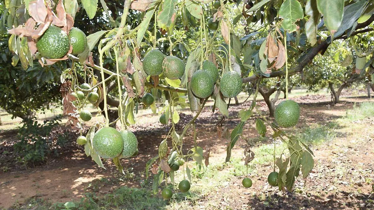 Aguacate, la mentira del llamado oro verde4