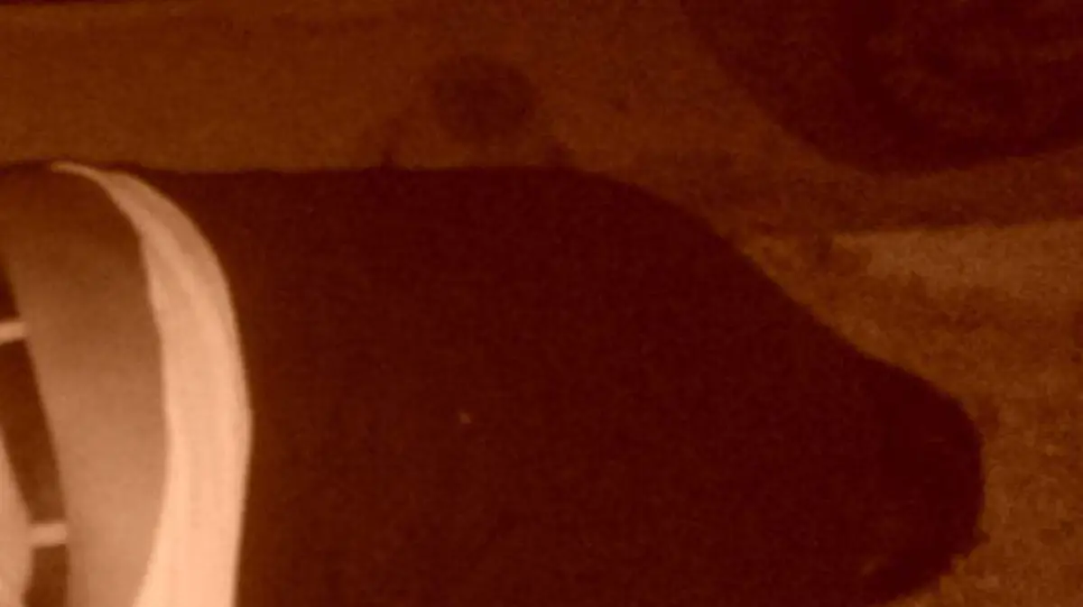 maestro OAXACA especial