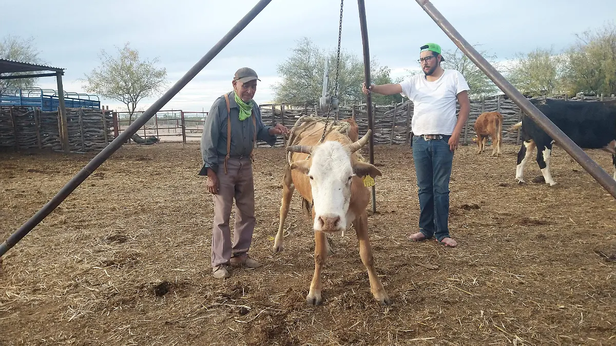 SEQUIA-GANADO-CRISIS-CABEZAS-yoanna romo el sol de hermosillo (3)