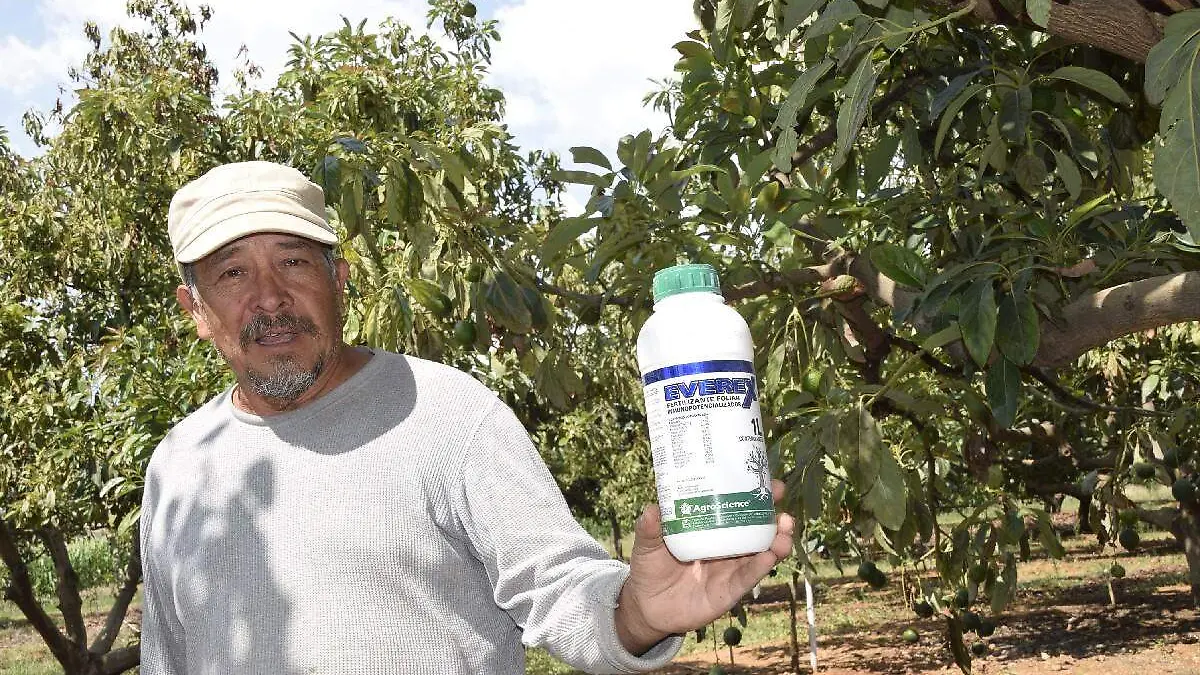 Aguacate, la mentira del llamado oro verde1