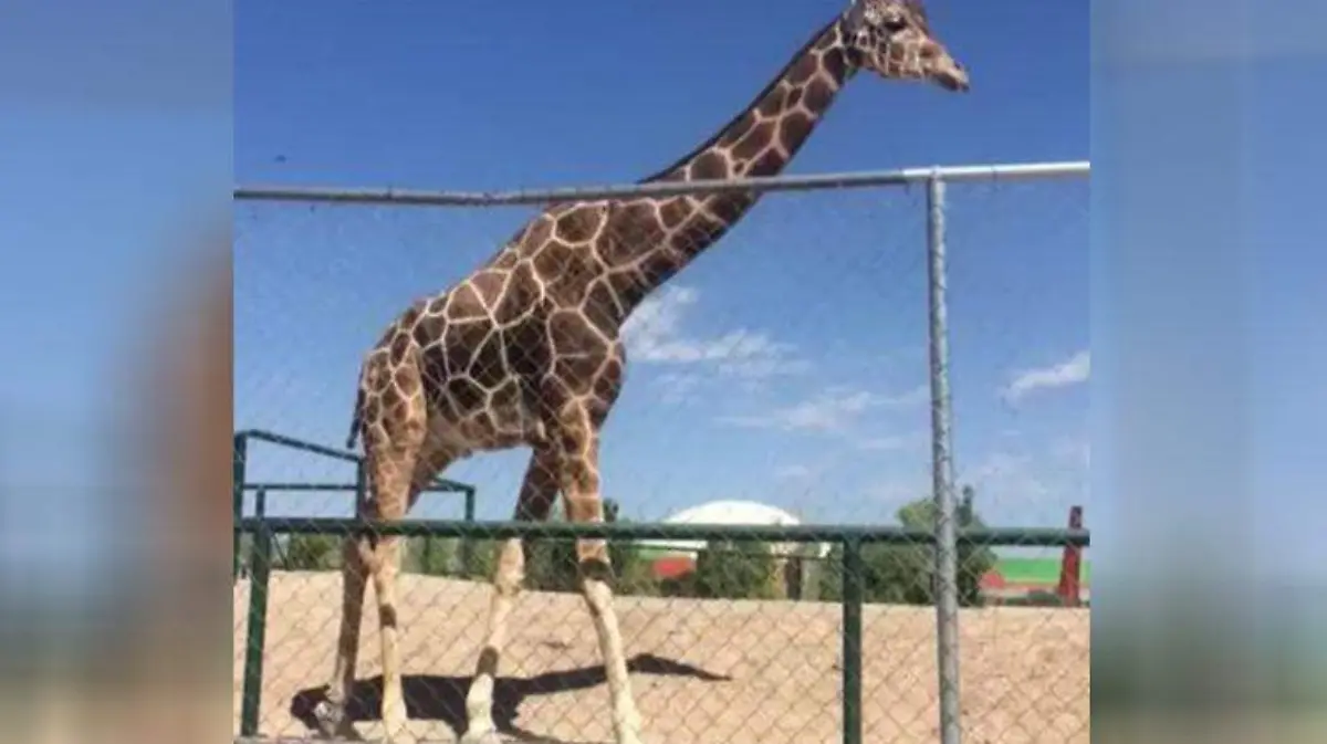jirafa