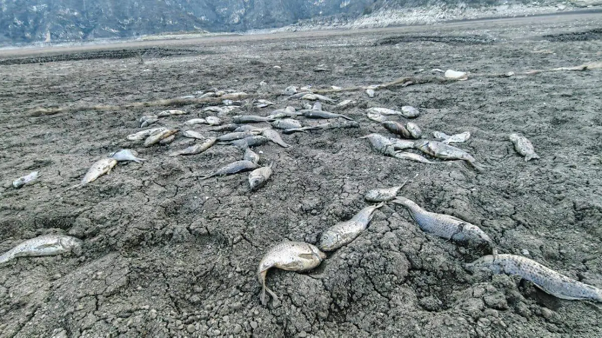 Se seca la laguna de Metztitlán y mueren miles de peces. RUBÉN JUÁREZ- EL SOL DE HIDALGO (2)