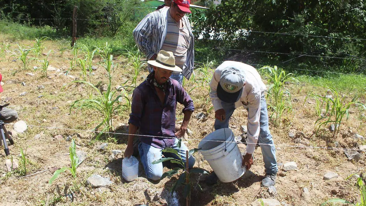 Chihuahua - Produccion de aguacate en Guadalupe y Calvo (7)