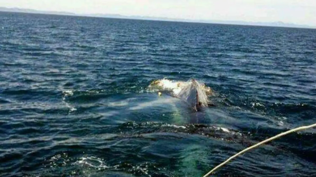 Ballena