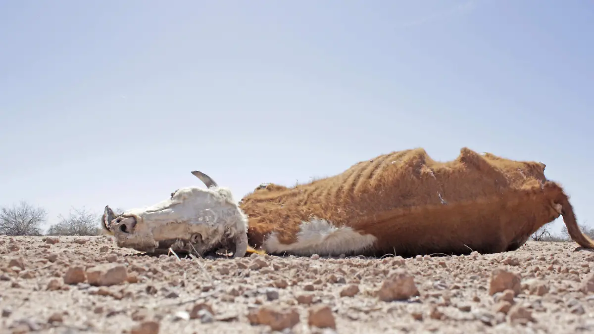 SEQUIA-GANADO-CRISIS-CABEZAS-cecilia saijas el sol de hermosillo (38)