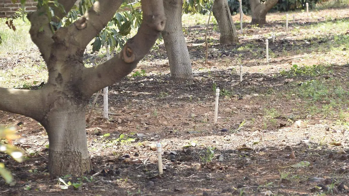 Aguacate, la mentira del llamado oro verde2
