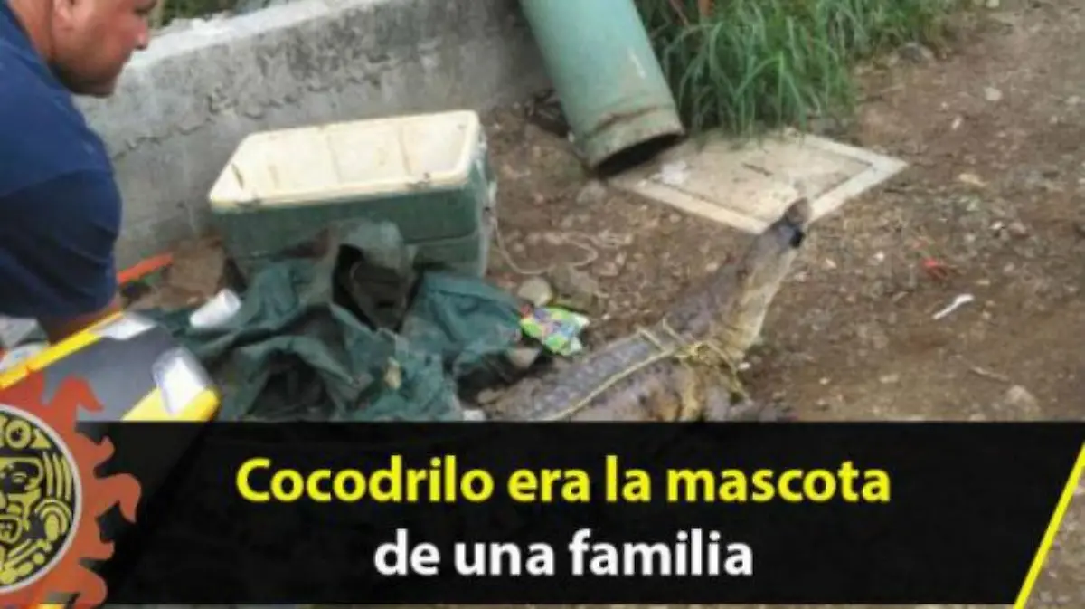 cocodrilo