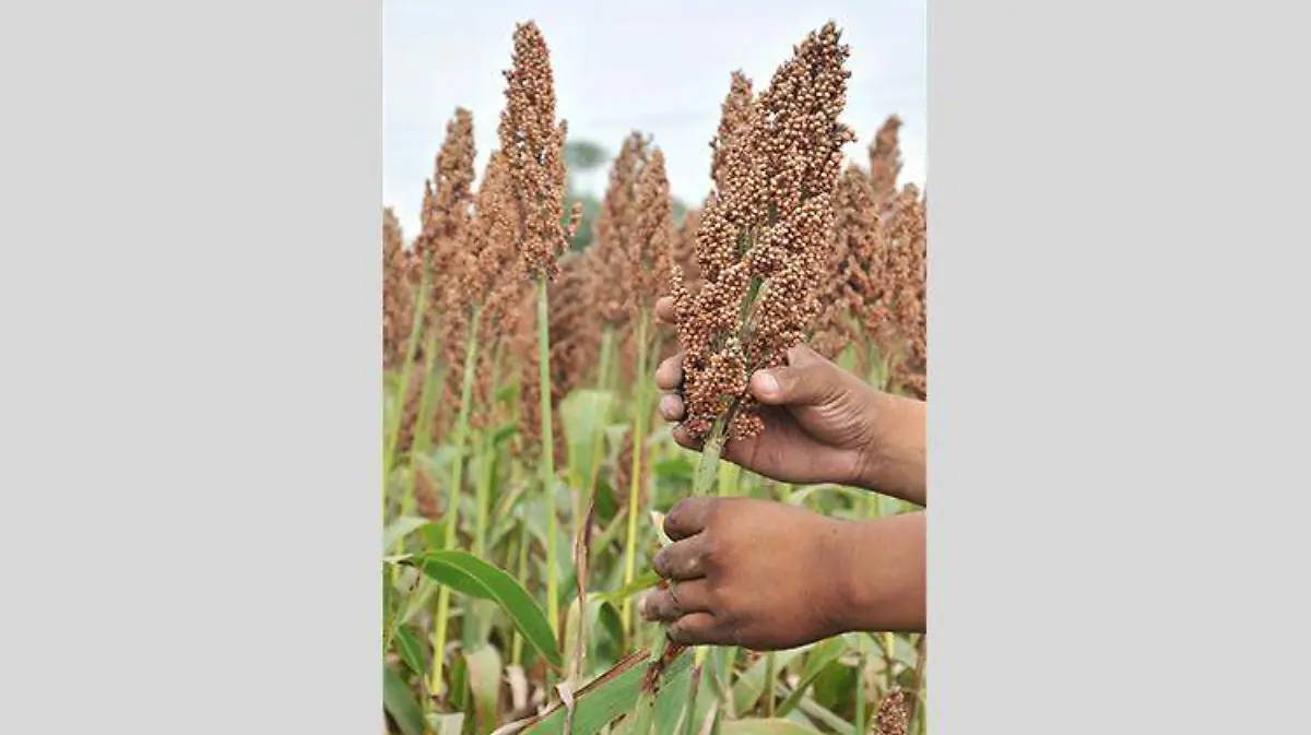 sorgo