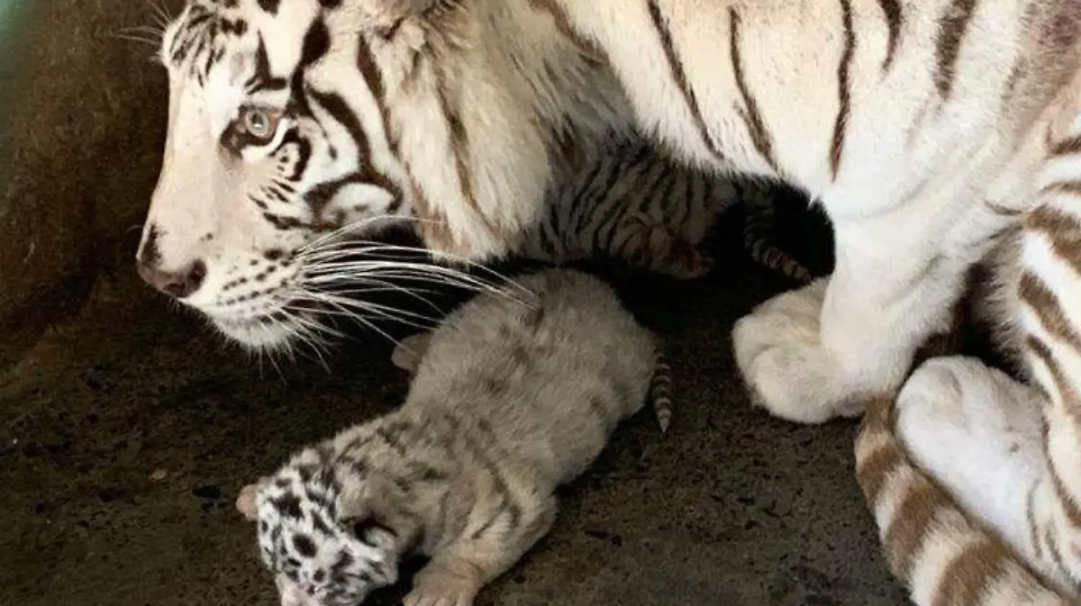 tigres blancos nuevo leon ESPECIAL