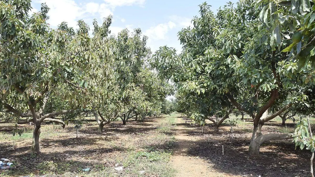 Aguacate, la mentira del llamado oro verde5