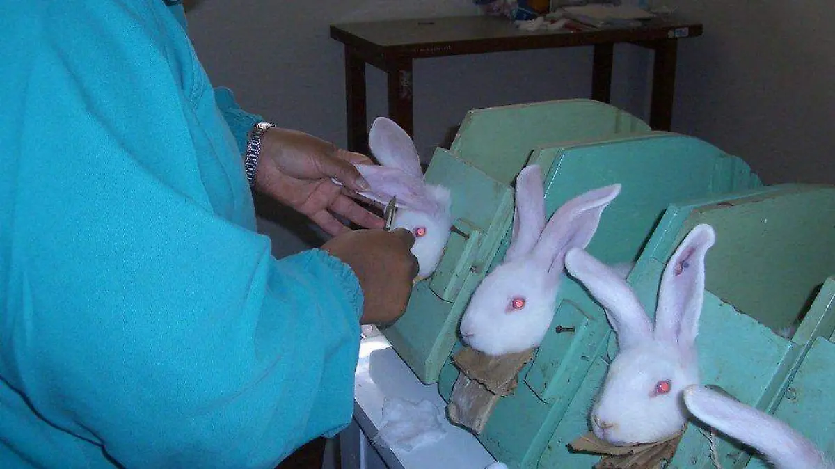 maquillaje animales