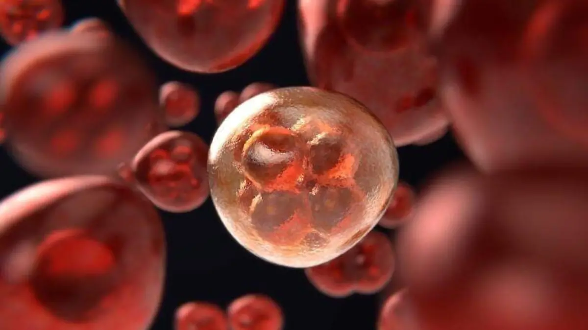Mitosis