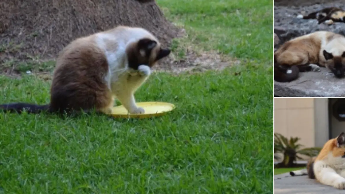 gatitos-palacio-nacional