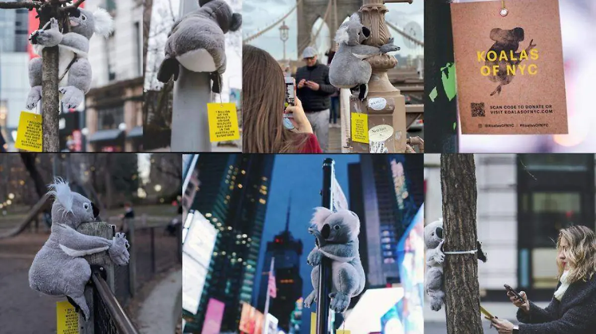 koalas-nueva-york