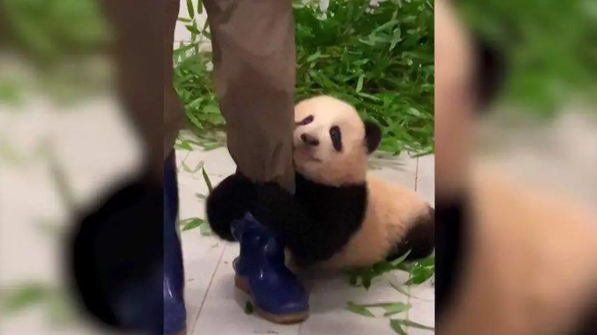 FU-BAO-BEBÉ-PANDA