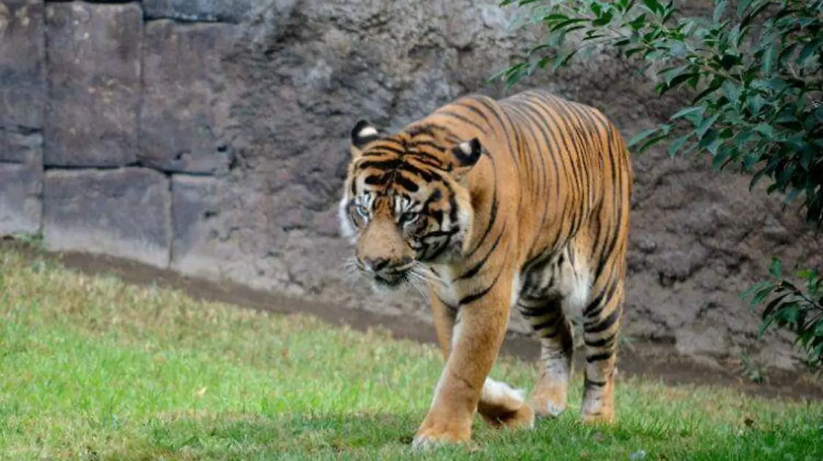 tigre