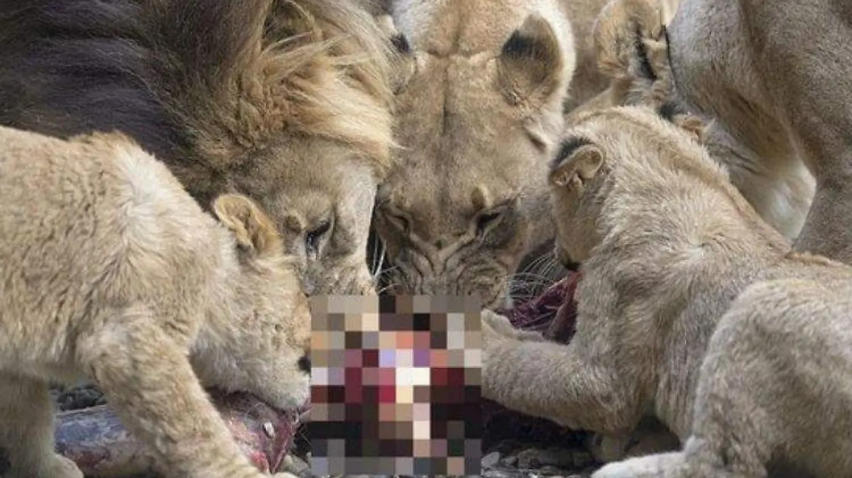 leones comen cazador ESPECIAL