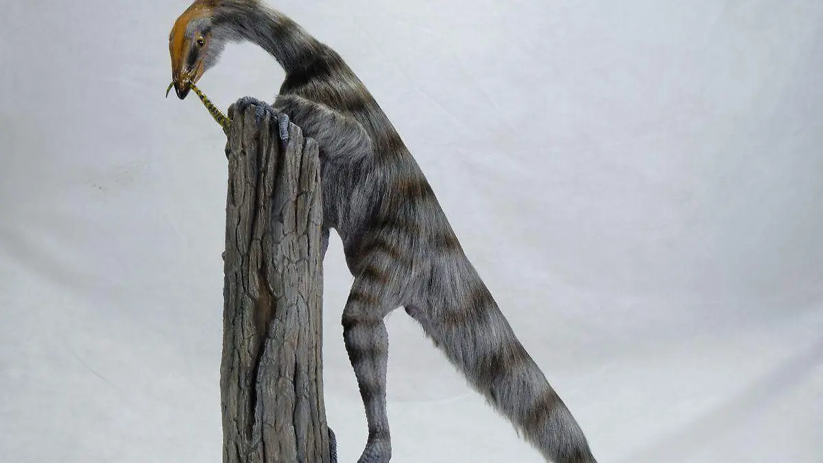 Venetoraptor gassenae