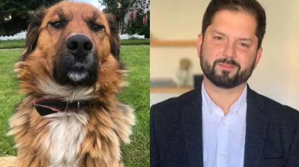 Quién es Brownie, el perro del presidente de Chile, Gabriel Boric