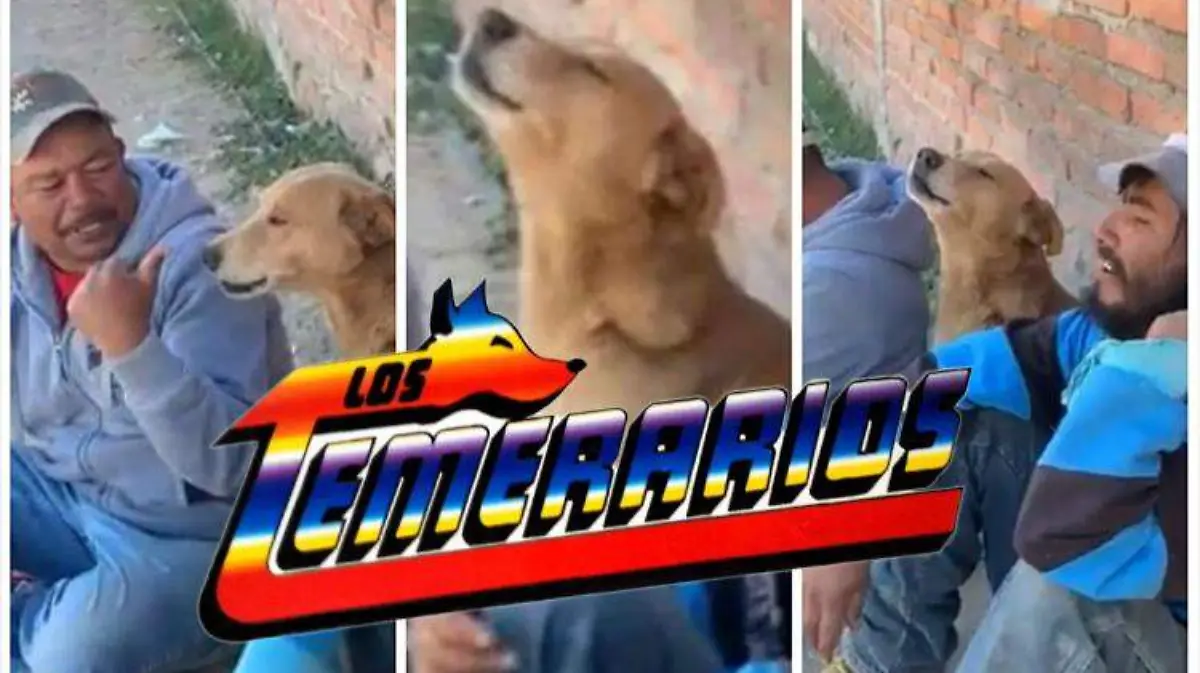 collage-perrito-temerarios