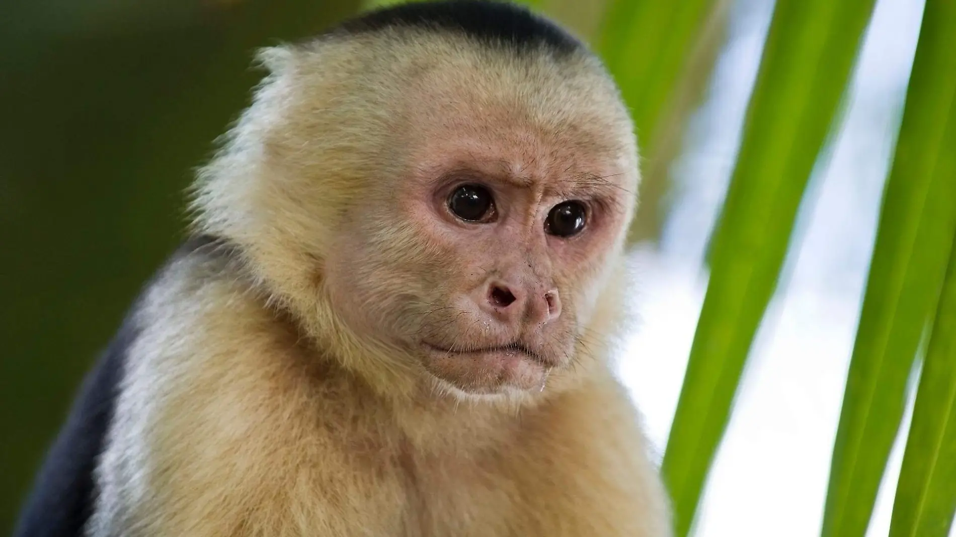 monkey-2139295_1920