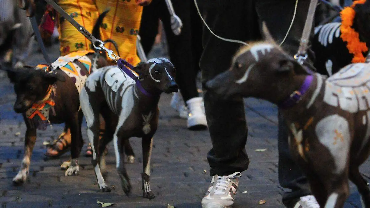 Perros disfrazados