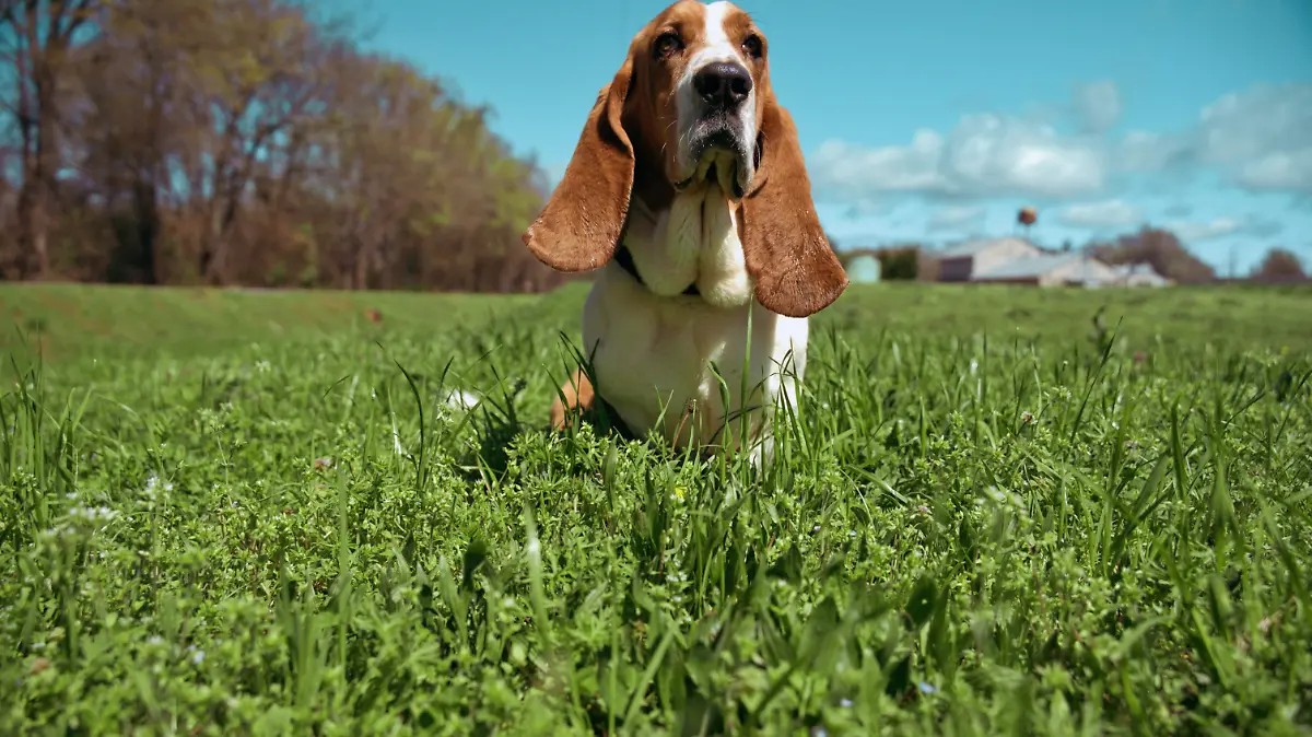 BassetHound
