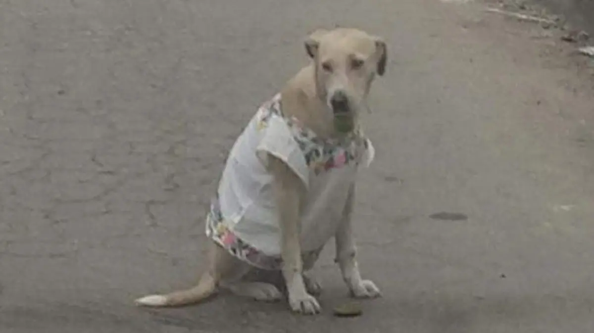 polita
