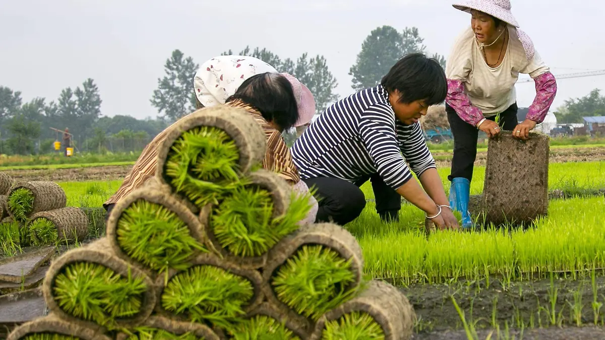 02 2020-06-05T061349Z_674256941_MT1IMGCN0003I7ZHE_RTRMADP_3_CHINA-CHINESE-TAIZHOU-FARMING-JIANGSU