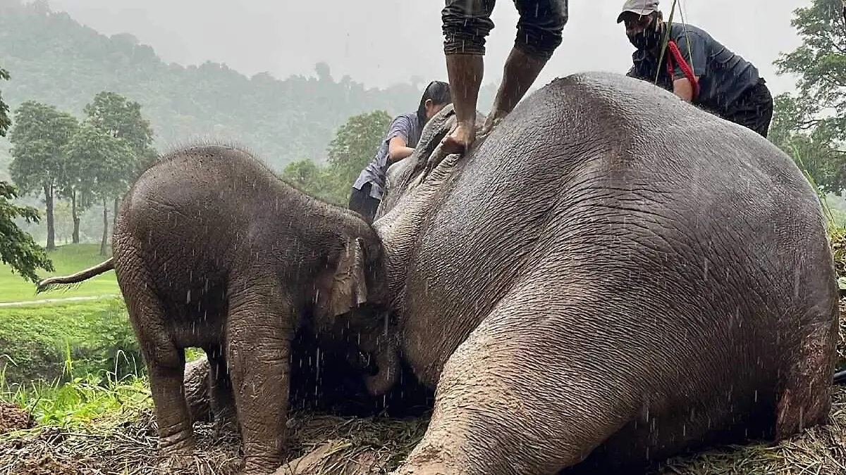 Rescatan a mama y bebe elefante