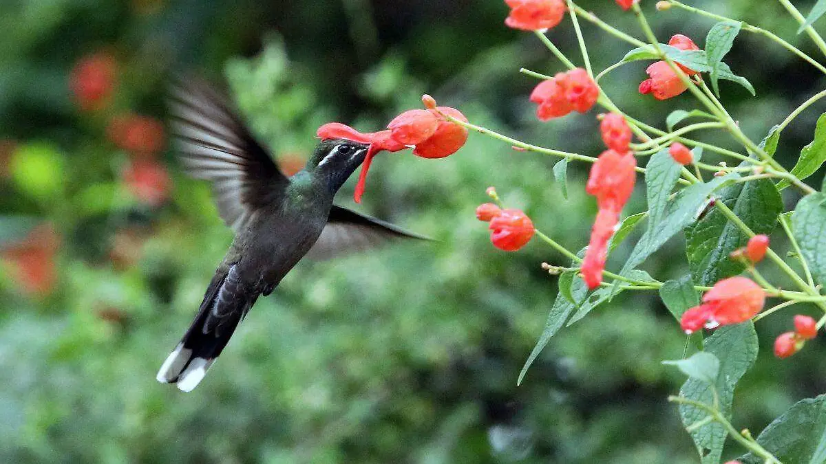 Colibrí